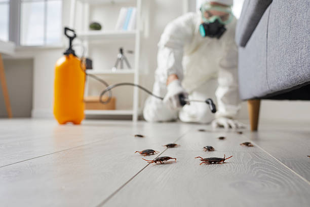 Commercial Rodent Management in Rockport